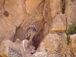 Pharoah Eagle-Owl